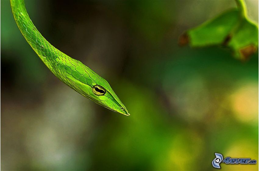 œil de serpent, serpent vert