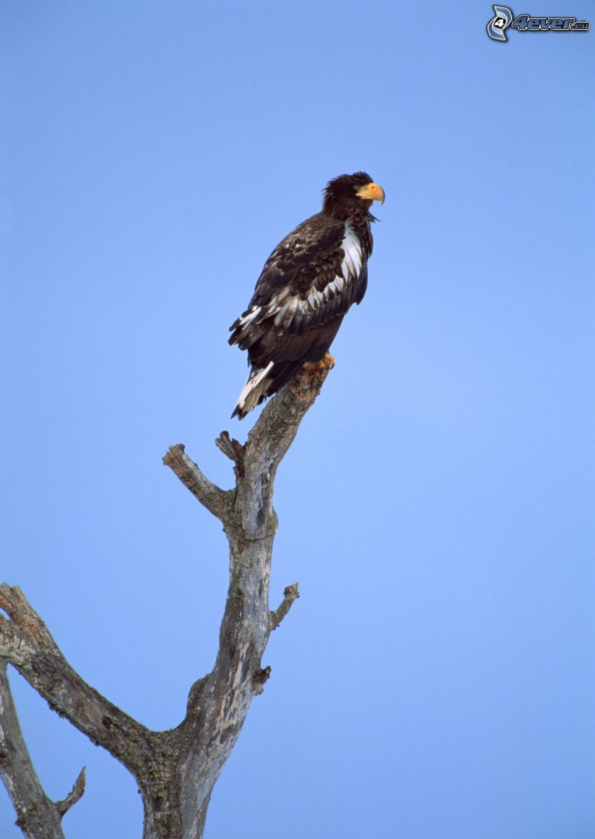 aigle, bois