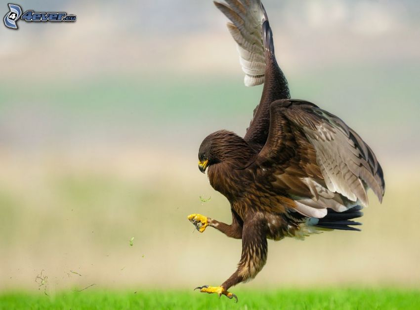 aigle, chasse, atterrissage