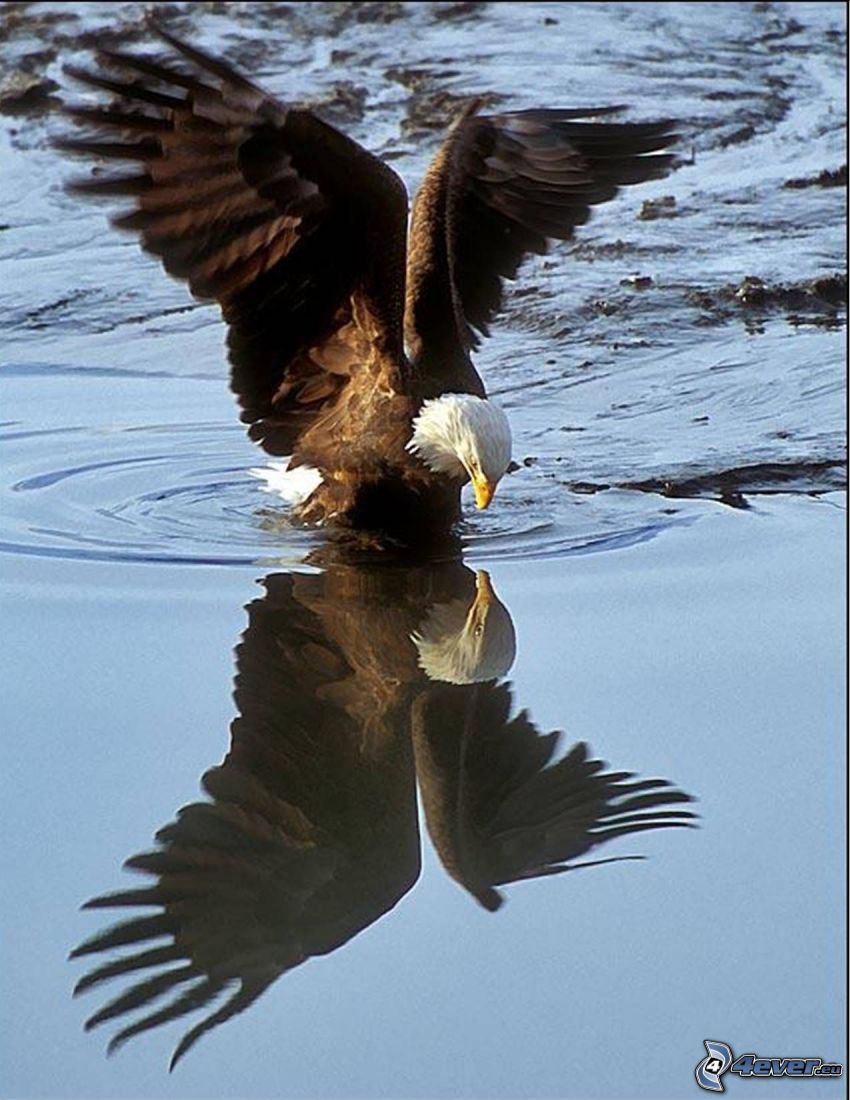 aigle, surface de l'eau, reflexion