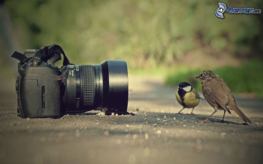 appareil photo, oiseaux