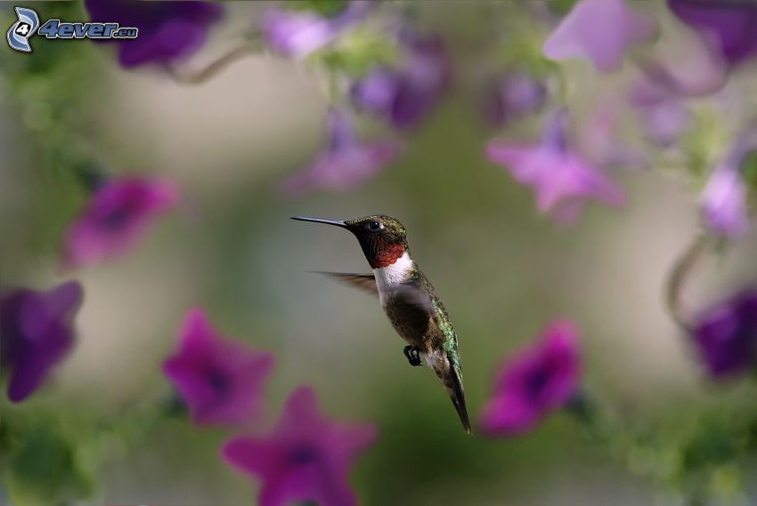 colibri, fleurs violettes
