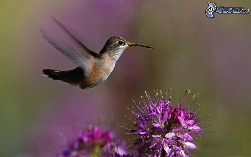 colibri, vol, fleur violette