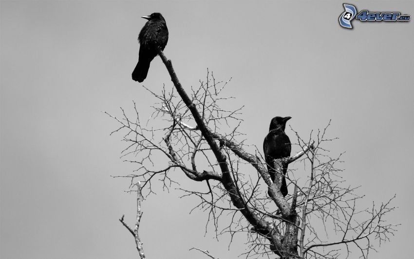corbeaux, arbre sans feuilles