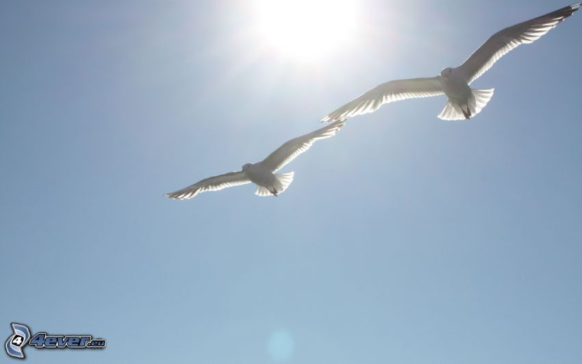 des colombes, soleil, oiseaux blancs