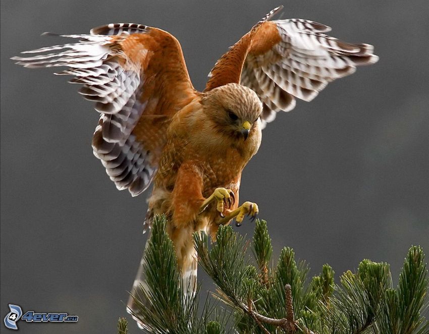 faucon, atterrissage, ailes, branche de conifère