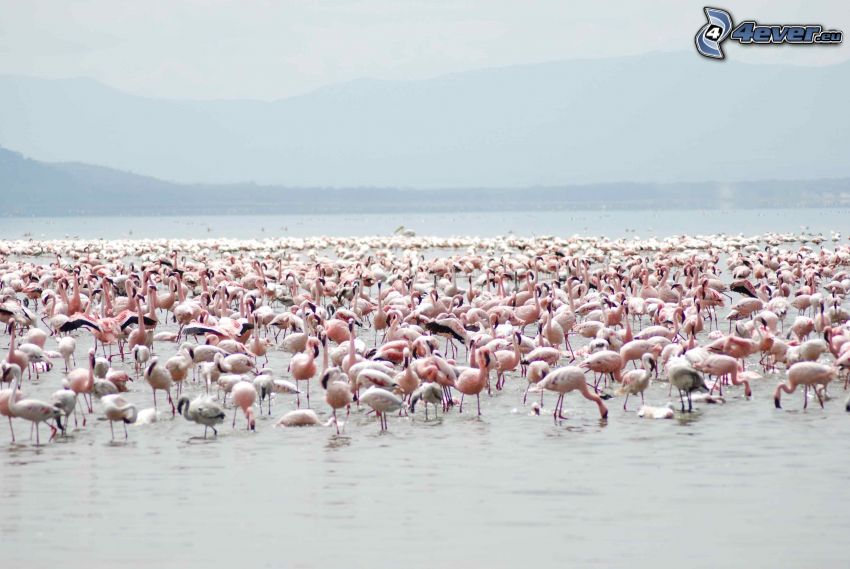 flamants, Nakuru, lac