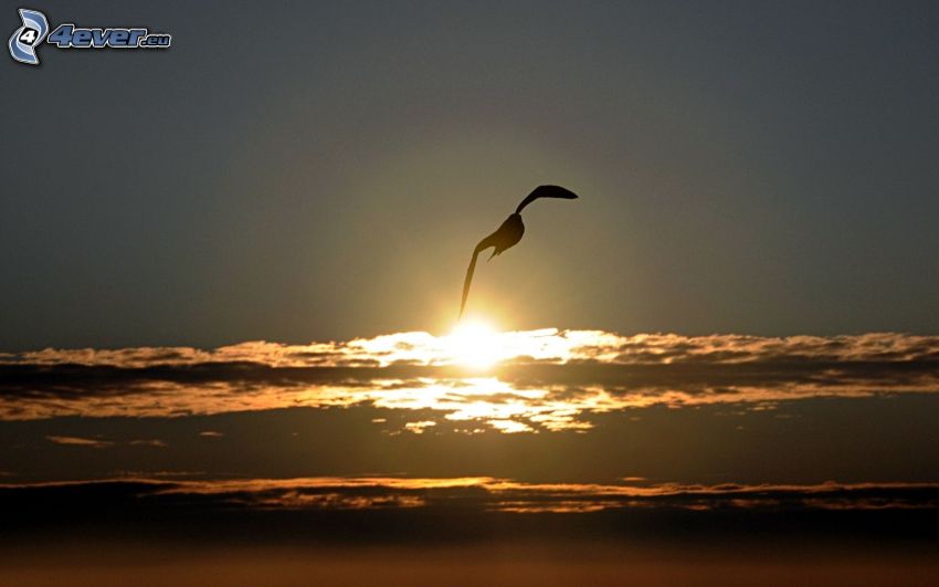 goéland, le coucher du soleil dans le ciel, silhouette de l'oiseau
