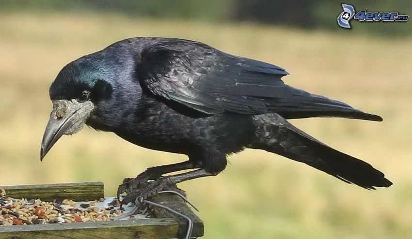 le corbeau, aliment