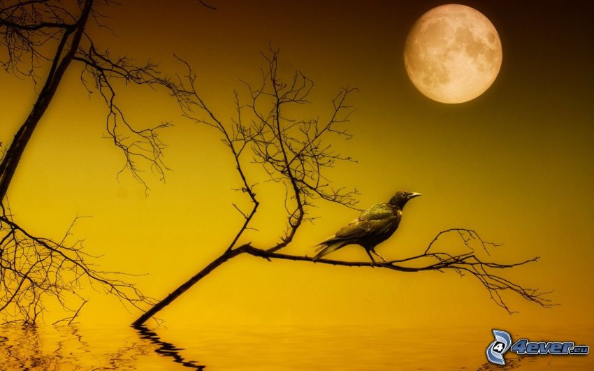 le corbeau, branche, Lune, eau