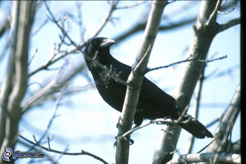 le corbeau, branches