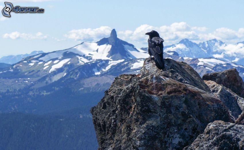 le corbeau, rocher, montagnes enneigées, vue sur le paysage