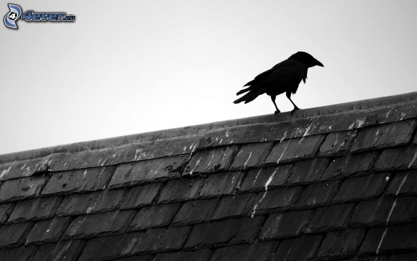 le corbeau, toit