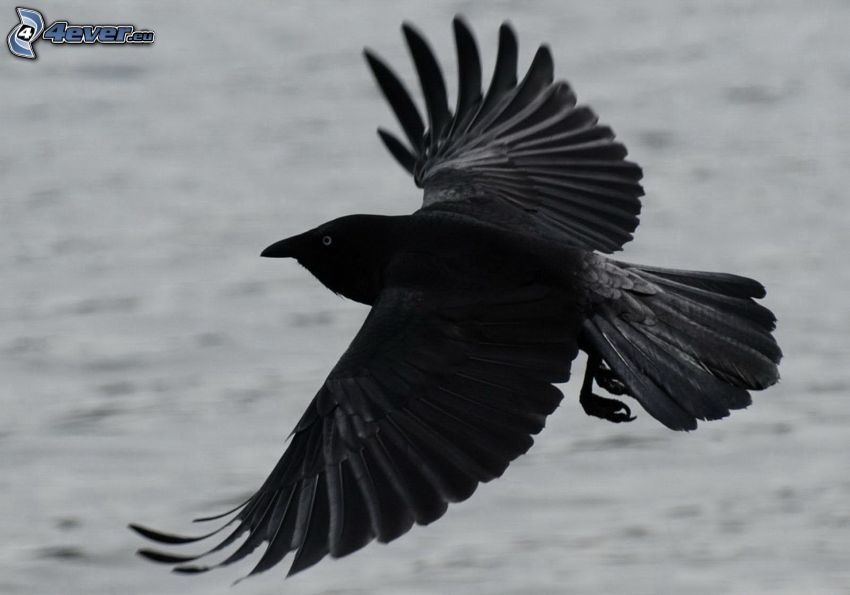 le corbeau, vol