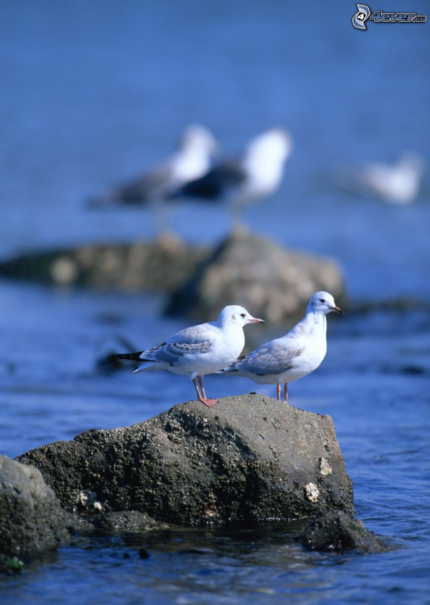 mouettes, roches dans la mer