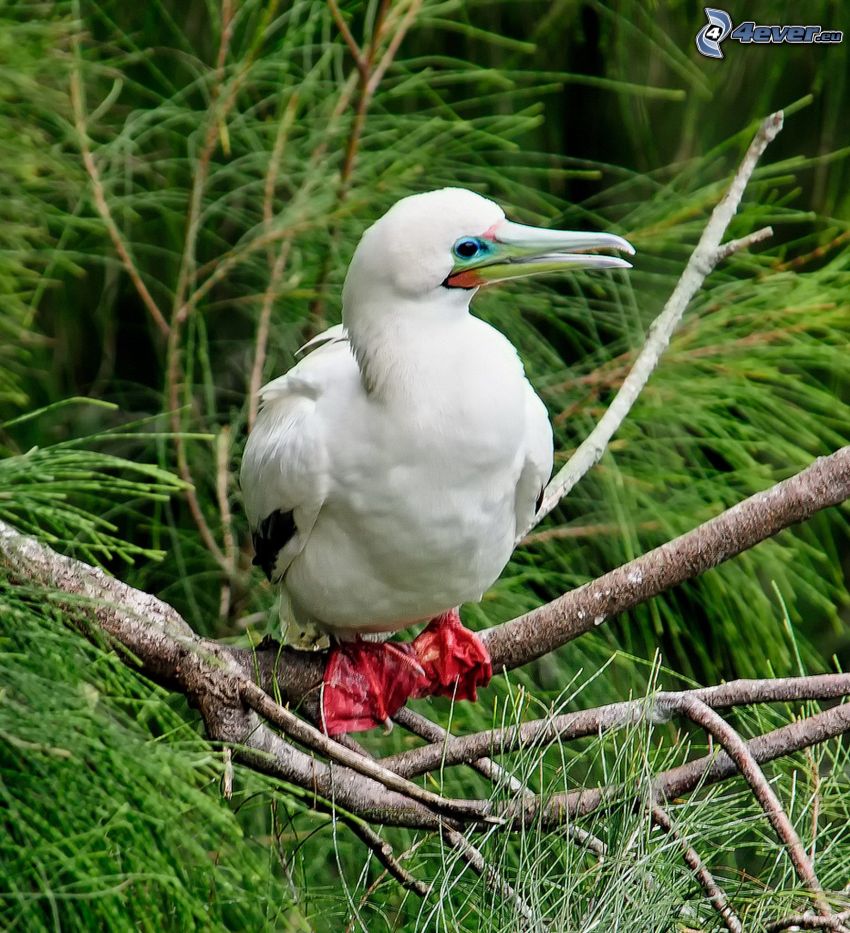 oiseau, bois