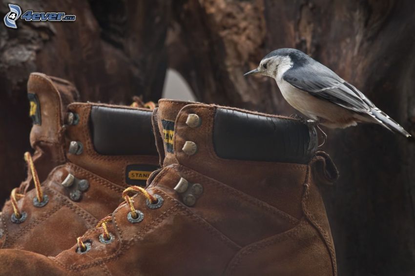 oiseau, chaussures
