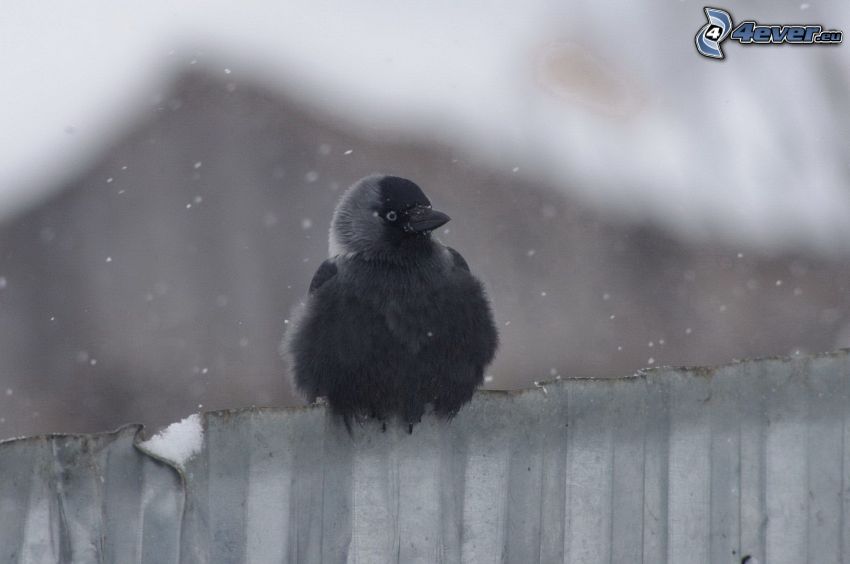 oiseau, clôture, chute de neige