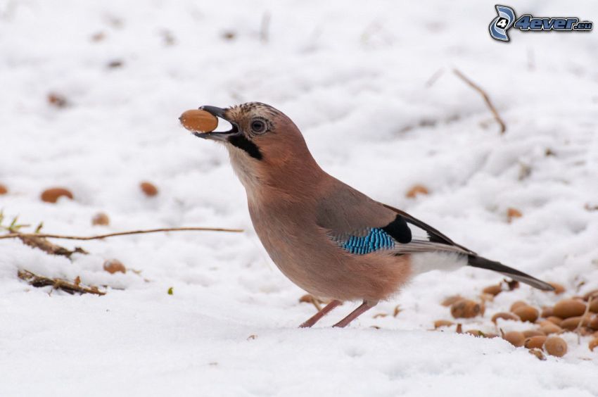 oiseau, noix, neige