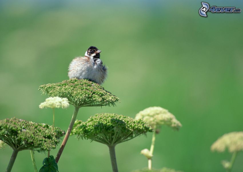 oiseau, plante