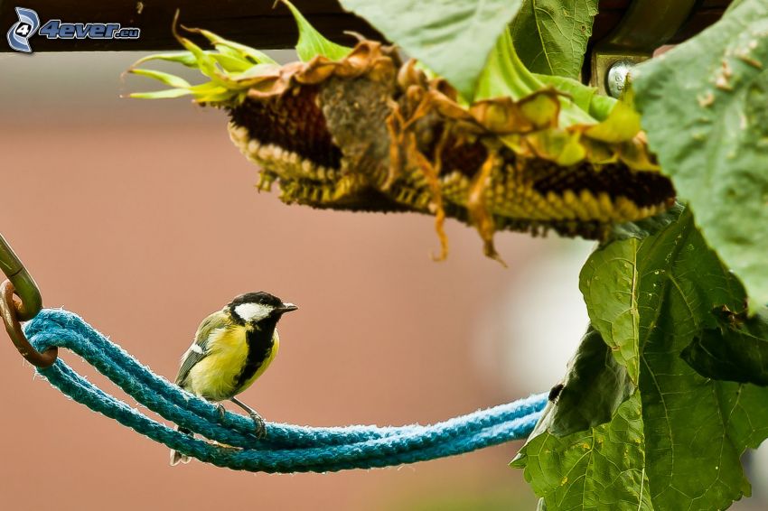 oiseau, tournesols