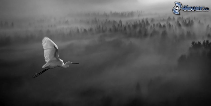 oiseau, vol, brume au-dessus de la forêt