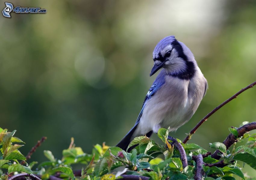 oiseau bleu, branches