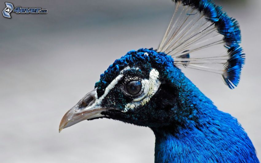 oiseau bleu, plumes