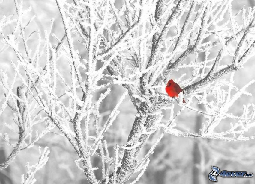 oiseau de couleur, arbre gelé, givre, l'hiver