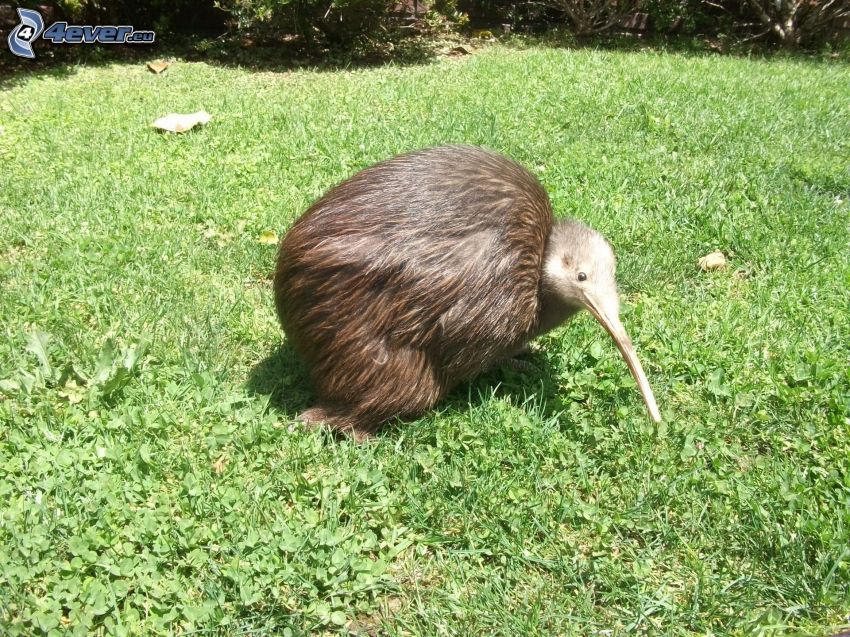 oiseau de kiwi, herbe verte