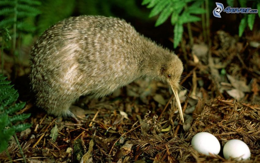 oiseau de kiwi, œufs
