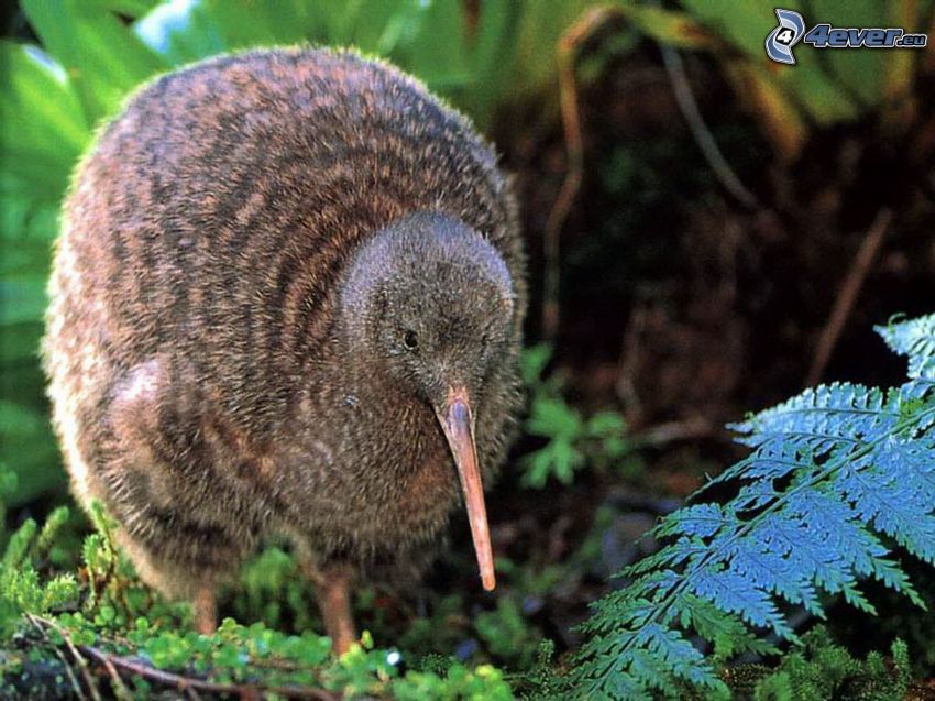oiseau de kiwi