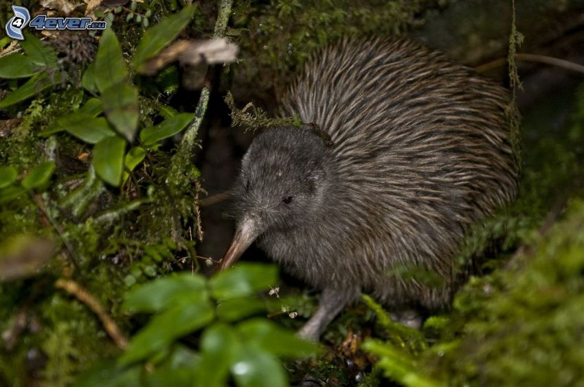 oiseau de kiwi