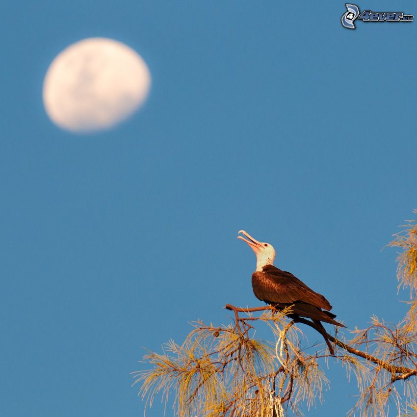 oiseau sur une branche, lune, ciel bleu