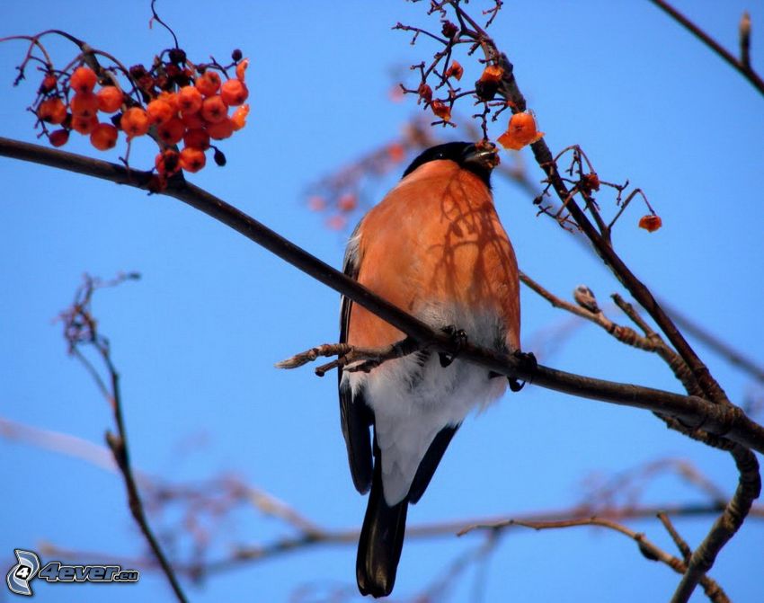 oiseau sur une branche, Sorbier des oiseleurs