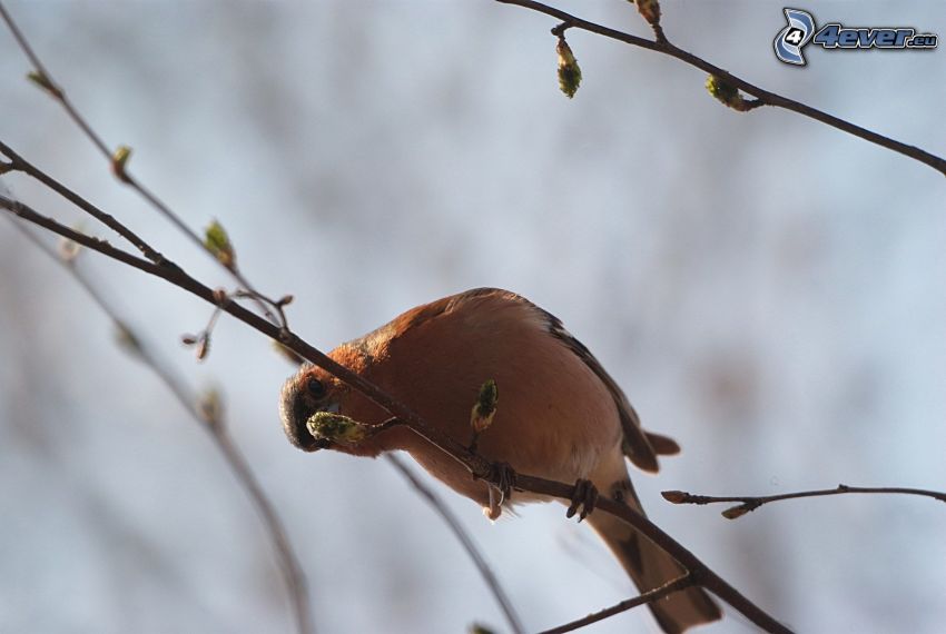 oiseau sur une branche