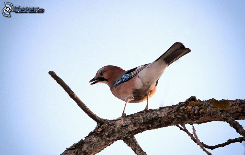 oiseau sur une branche