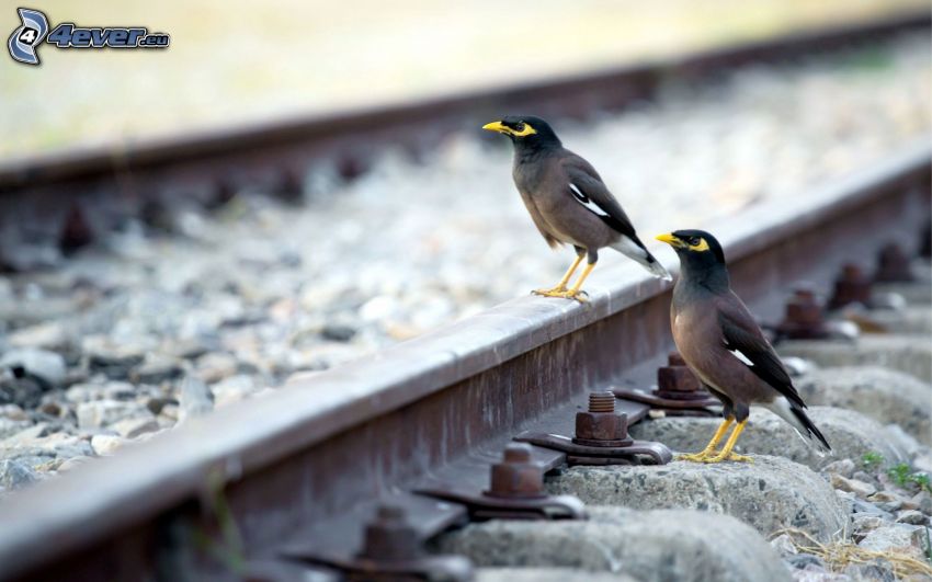 oiseaux, rails