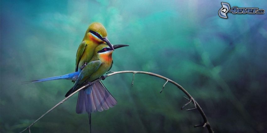 oiseaux colorés sur une branche, copulation