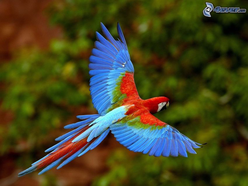 Perroquet Ara, ailes, vol