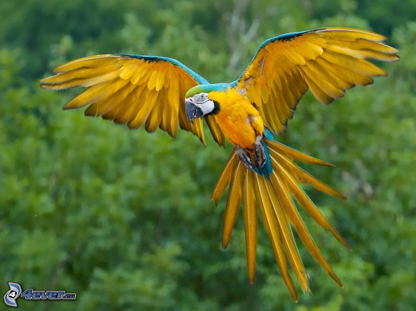 Perroquet Ara, ailes