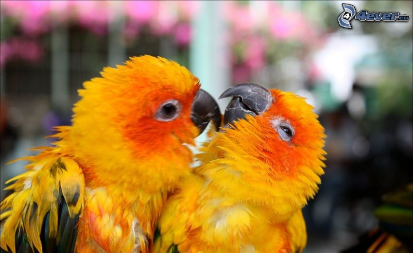 perroquets
