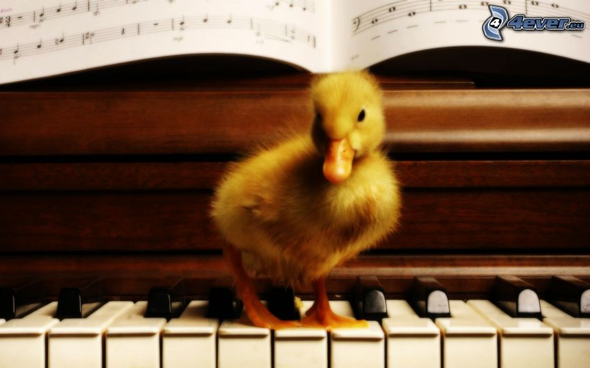 petit canard, piano, notes