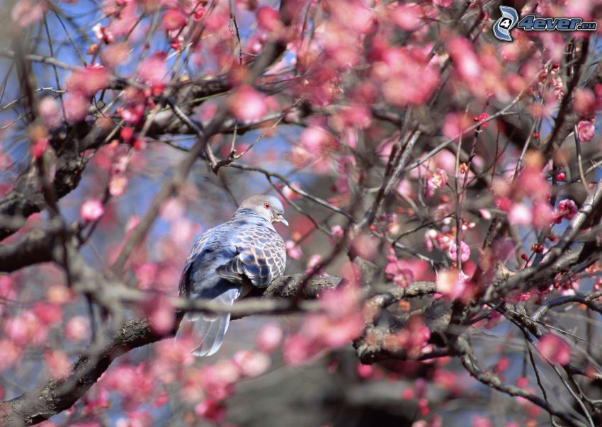 pigeon, arbre à floraison