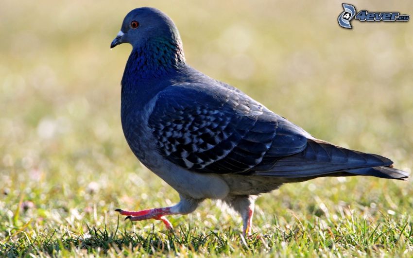 pigeon, marche