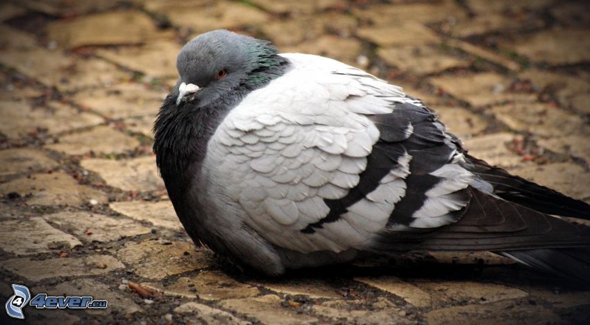 pigeon, pavage