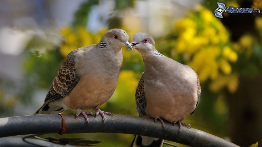 pigeons, baiser