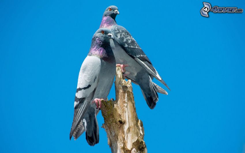 pigeons, tronc