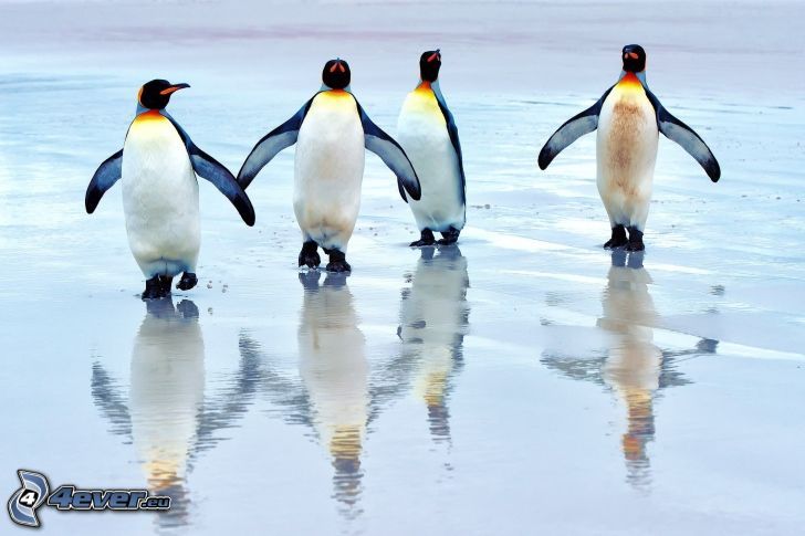 pingouins, eau