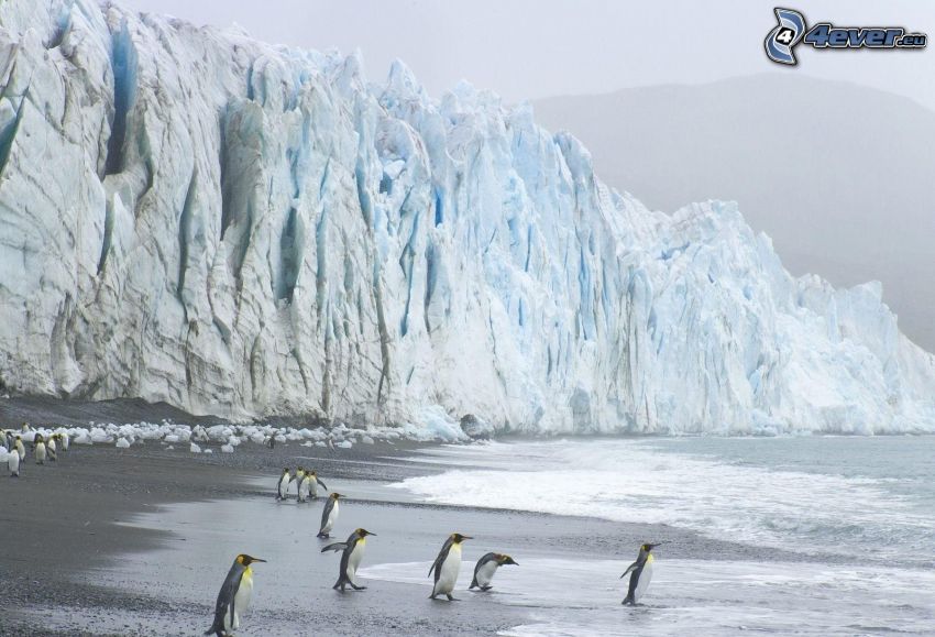 pingouins, glacier